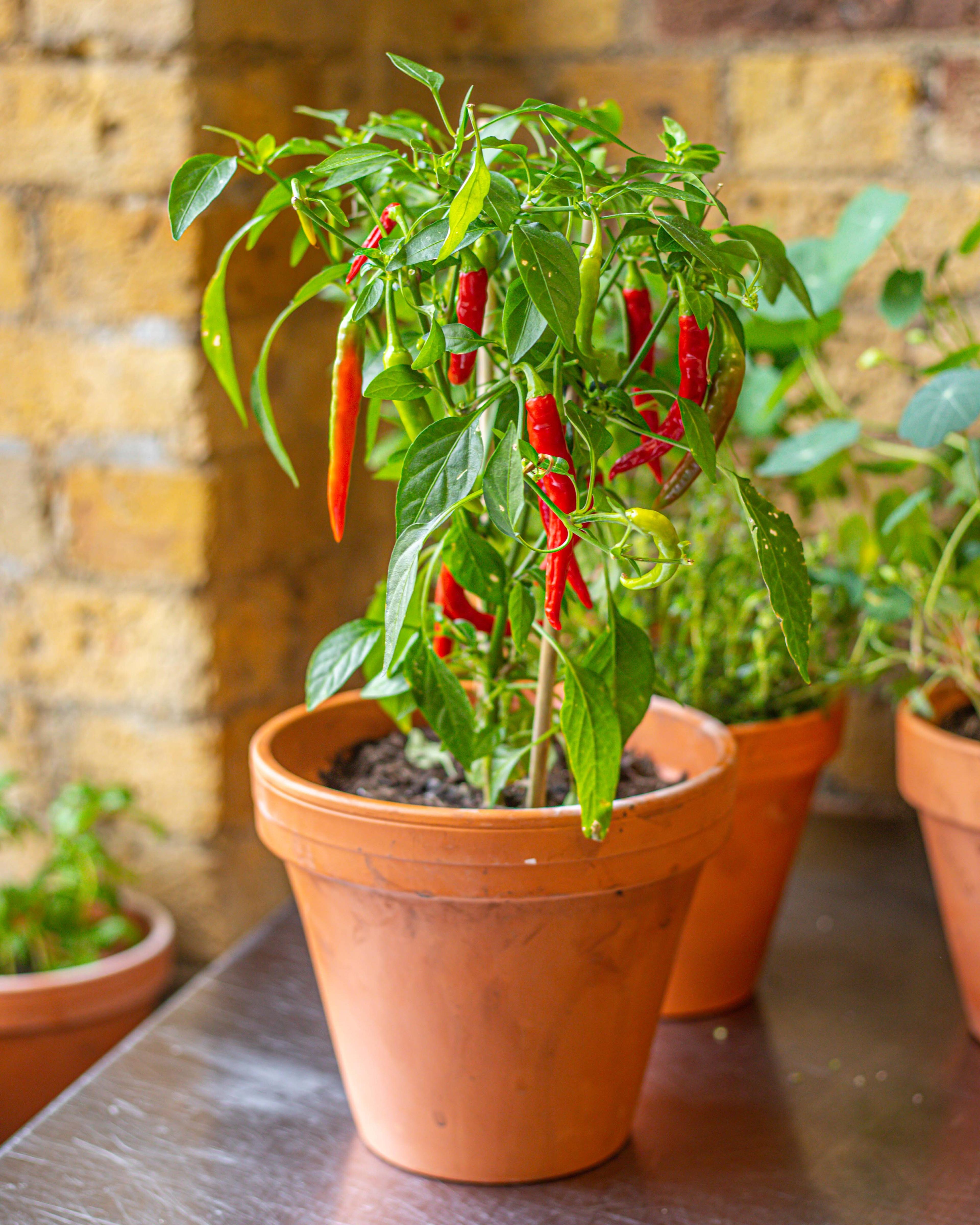 Inchs Chilli Plant