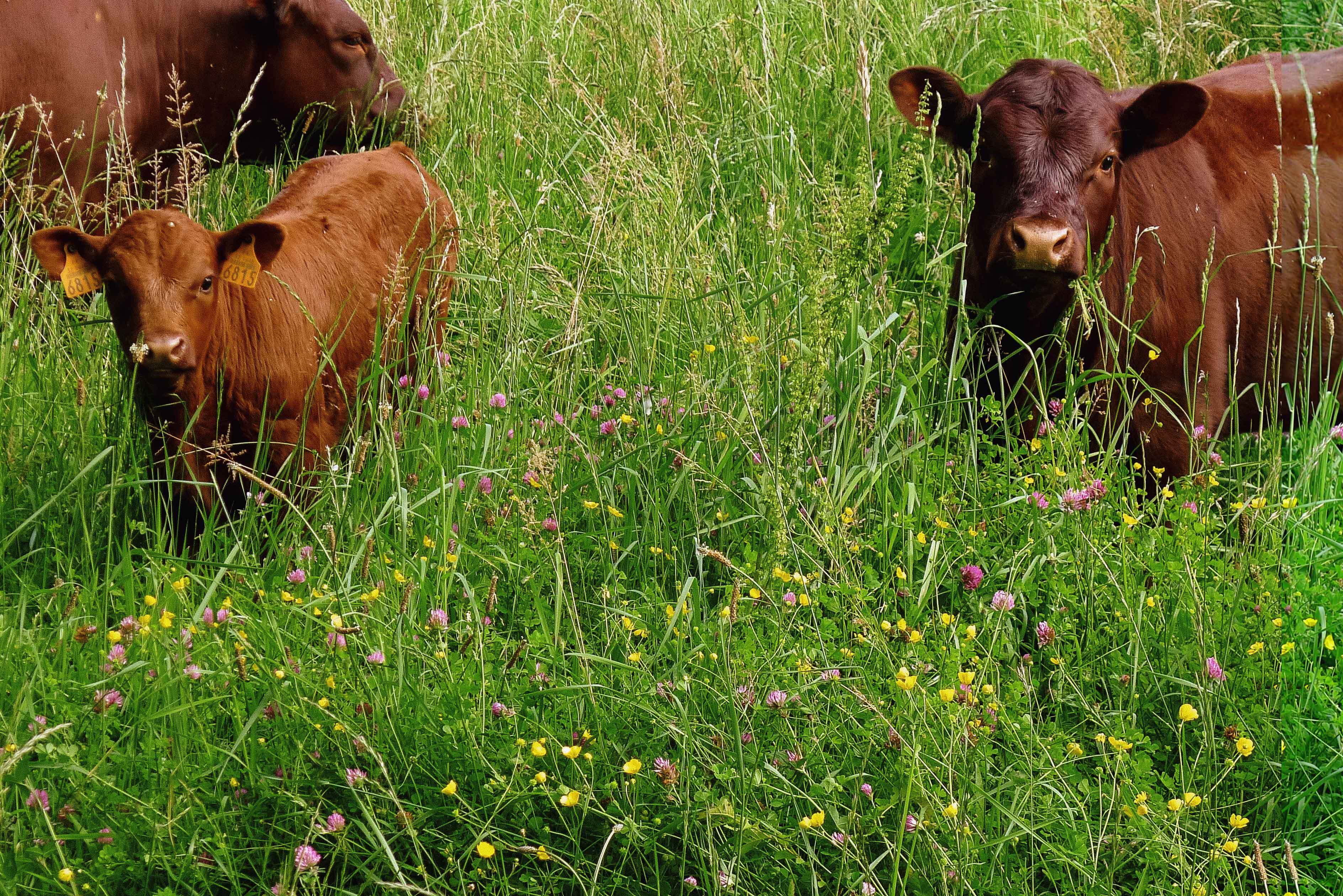 Wildfarmed Mob Grazing Red Sussex Cattle