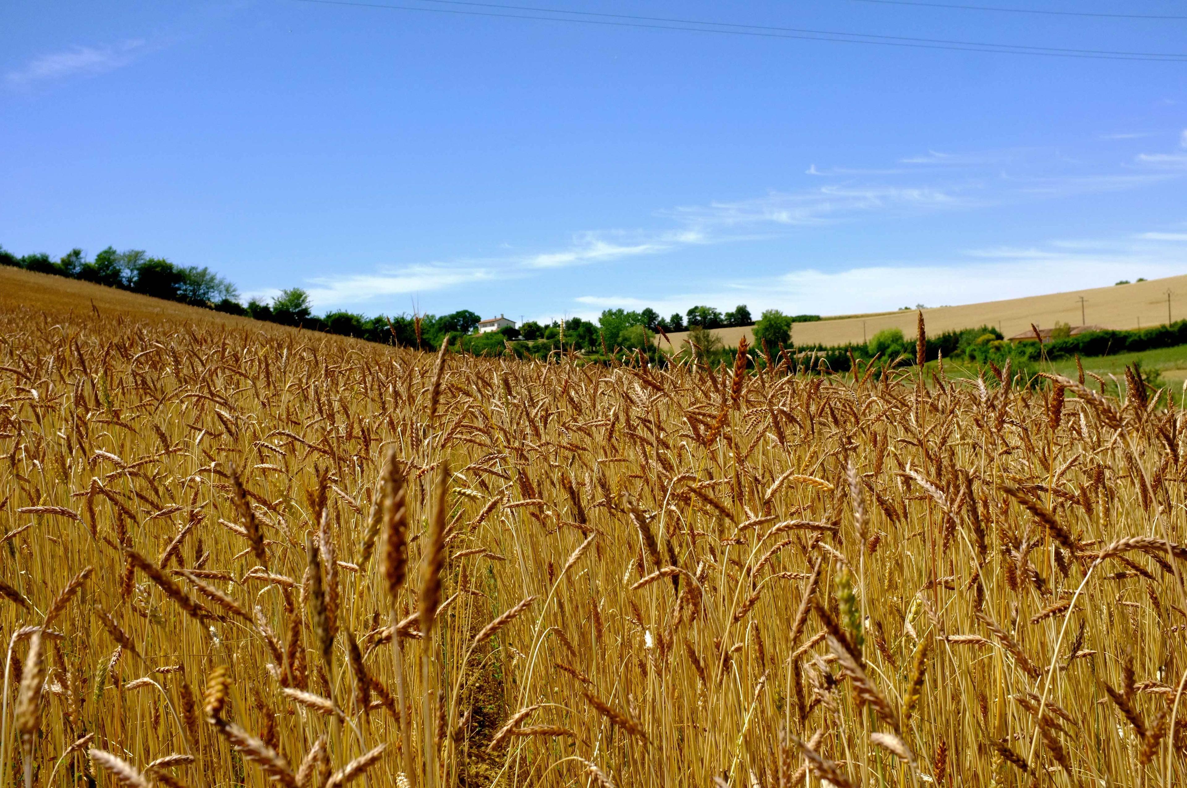 Wildfarmed population wheat 2